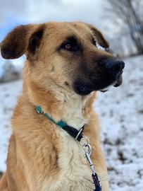 PONGO METICCIO,6 anni