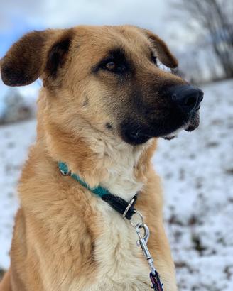 PONGO METICCIO,6 anni