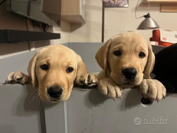 Cuccioli di Labrador