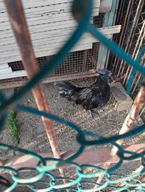 Gallo cemani