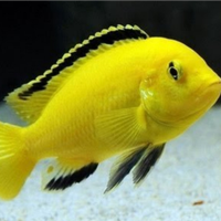 Pesce Ciclide Malawi