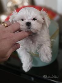 Maltese Maschio ENCI