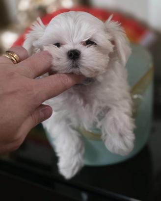 Maltese Maschio ENCI