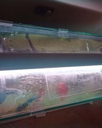 Plafoniera per acquario