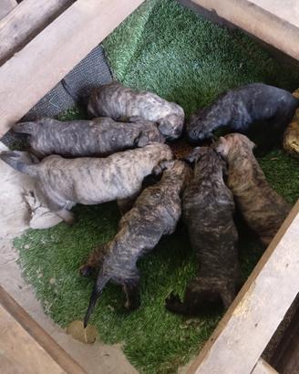Presa canario