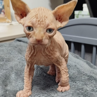 Cucciolo di spynx