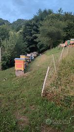 Nuclei e famiglie di api