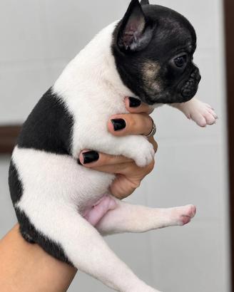 Bulldog francese