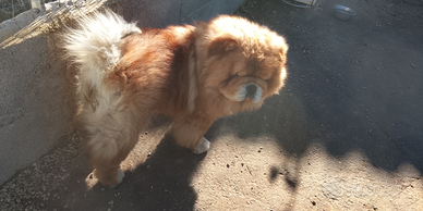 Coppia di Chow Chow