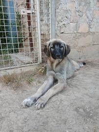 Cuccioli di Pastore dell'Asia Centrale