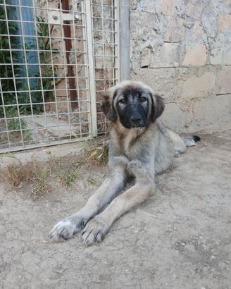 Cuccioli di Pastore dell'Asia Centrale