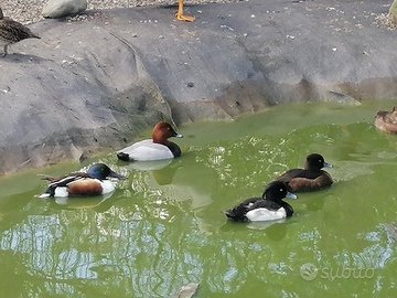 Moriglioni Marzaiole Mestoloni