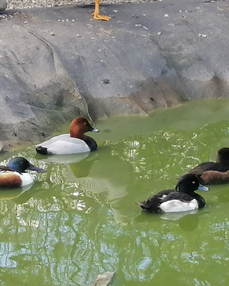 Moriglioni Marzaiole Mestoloni