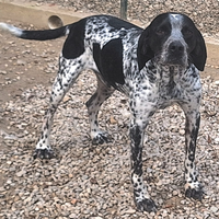 Brando 4 anni pointer taglia media piccola