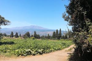 Terreni a Fiumefreddo di Sicilia (CT)