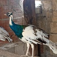 Pavoni arlecchini leggi