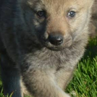 Cuccioli lupo cecoslovacco