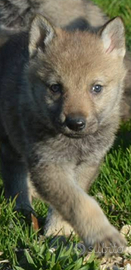 Cuccioli lupo cecoslovacco