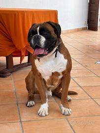 Boxer