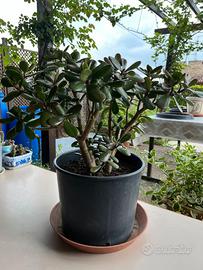 Pianta grassa Crassula
