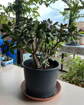 Pianta grassa Crassula