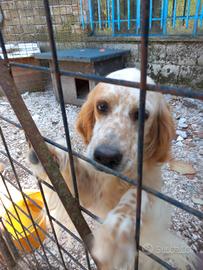 setter da caccia