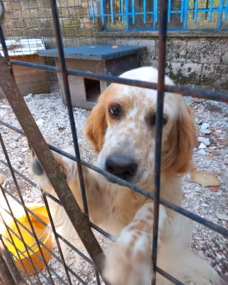 setter da caccia