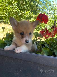 Corgi Pembroke