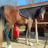 Cavallo Arabo 4 anni -- Linea Polacca -- Documenti