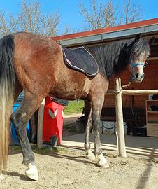 Cavallo Arabo 4 anni -- Linea Polacca -- Documenti