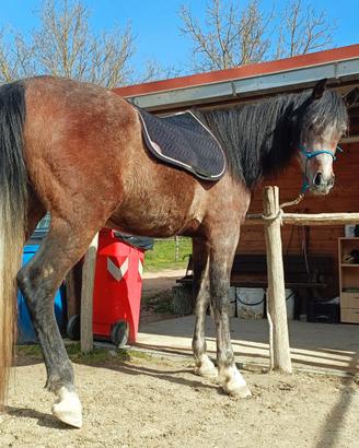 Cavallo Arabo 4 anni -- Linea Polacca -- Documenti