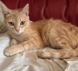 Gatto femmina miele/arancione con tratti tigrati