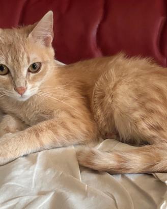 Gatto femmina miele/arancione con tratti tigrati