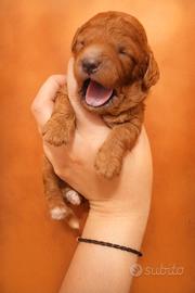 Barboncino maschio red