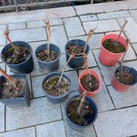 Piantine di uva Cari
