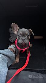 Cucciola