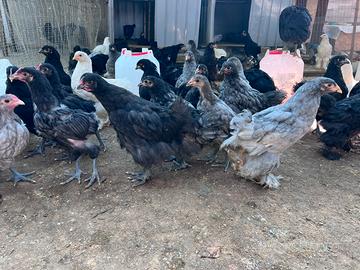 Galline