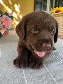 Cuccioli labrador chocolate con pedigree top
