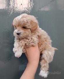 Maltipoo Femminuccia
