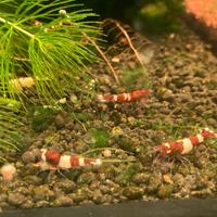 Caridine Cantonensis Crystal Red e Red Wine