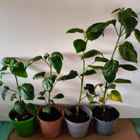 piante di peperoncino piccante