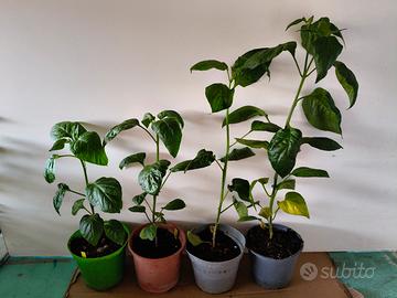 piante di peperoncino piccante