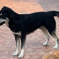 Cane Maschio Mix Golden + Husky