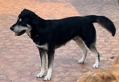 Cane Maschio Mix Golden + Husky