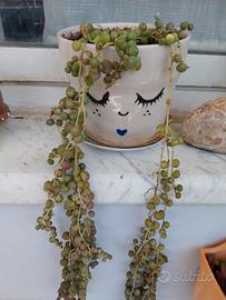 piante grasse e succulente particolari