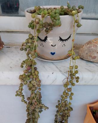 piante grasse e succulente particolari