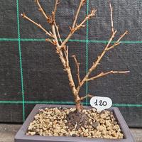Bonsai di Ciliegio Giapponese P. The Bride 120