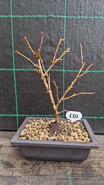 Bonsai di Ciliegio Giapponese P. The Bride 120