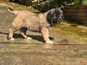 Cuccioli pastore del Caucaso