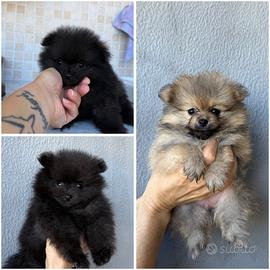 Spitz di Pomerania
